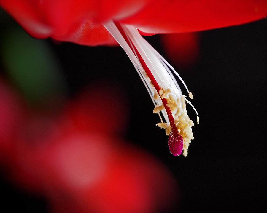 Christmas Cactus Pistil and Stamens Photograph by Rona Black