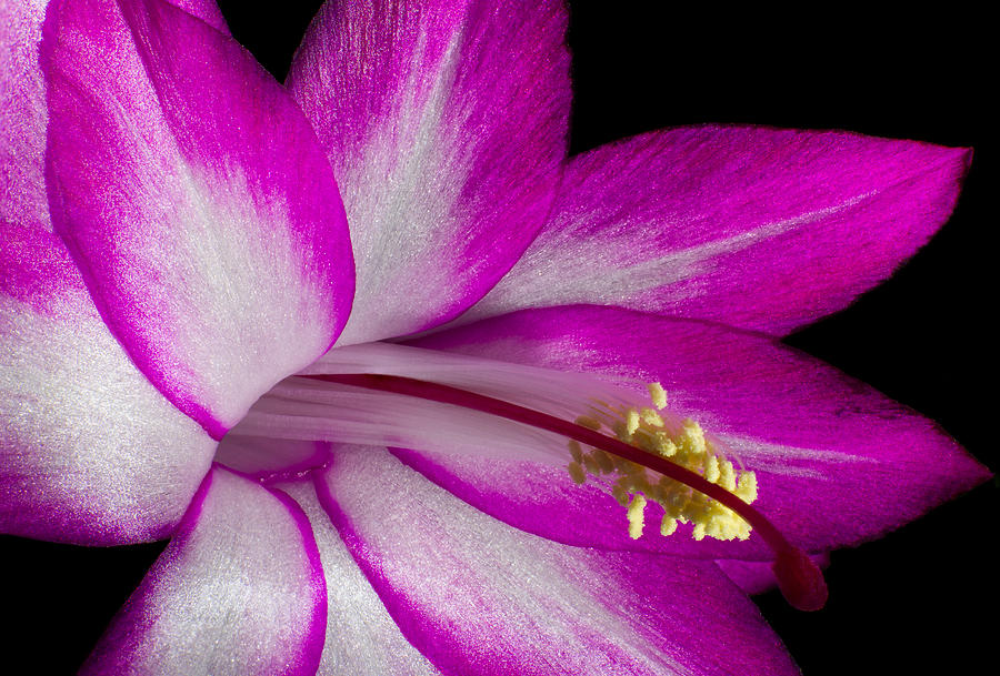 Christmas Cactus Photograph by Ron Pate