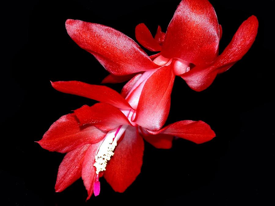 Christmas Cactus Photograph by Shane Bechler