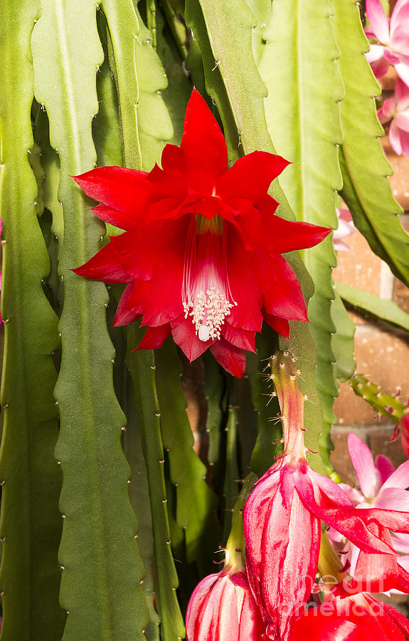 Flower Photograph - Christmas Cactus by Steven Ralser