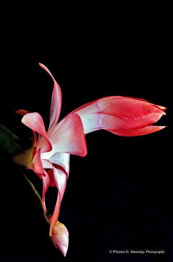 Christmas Cactus Photograph by Winston D Munnings
