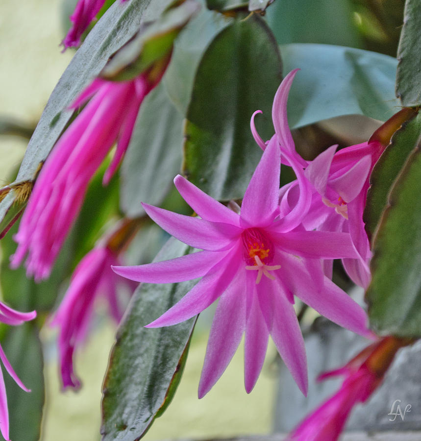 Christmas Cactus01 Photograph by Lee Newell