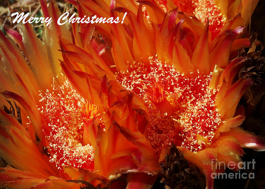 Christmas Card - Barrel Cactus Flower Photograph by Kathy McClure