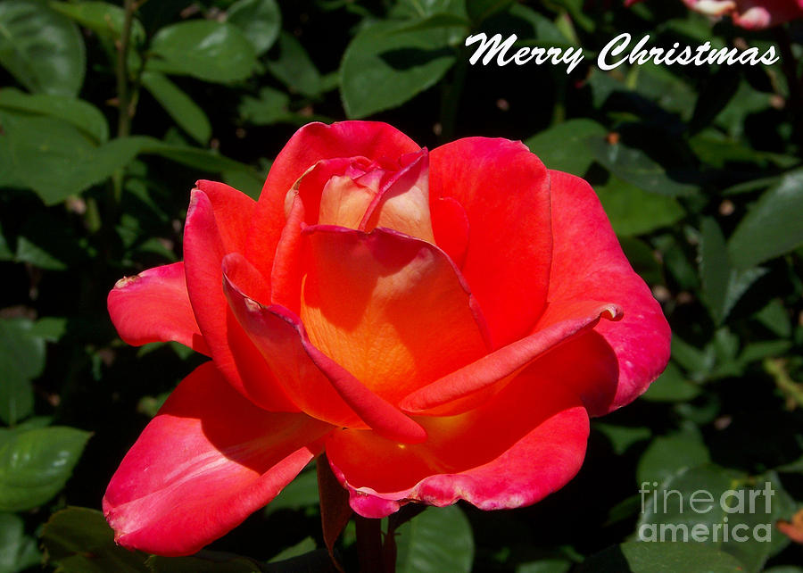 Christmas Card - By Any Other Name Photograph by Kathy McClure