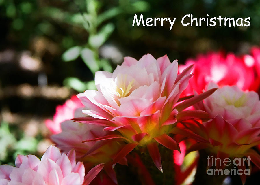 Christmas Card - Cactus flower Photograph by Kathy McClure