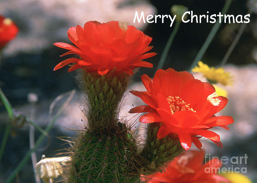Christmas Card - June Moon Cactus Photograph by Kathy McClure