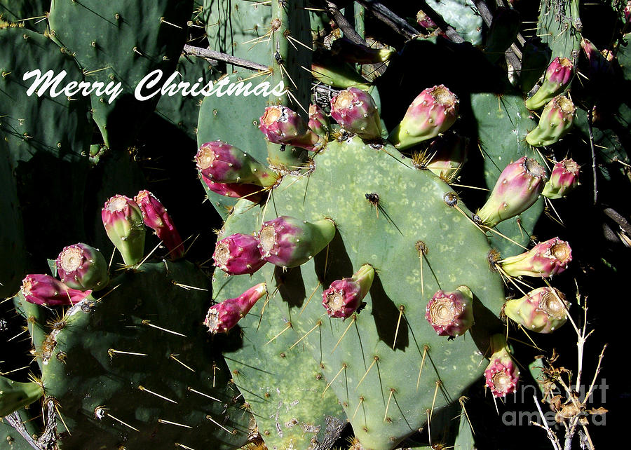 Christmas Card - Nopal with buds Photograph by Kathy McClure
