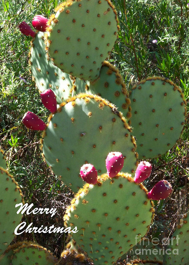 Christmas Card - Nopal with Tuna Photograph by Kathy McClure