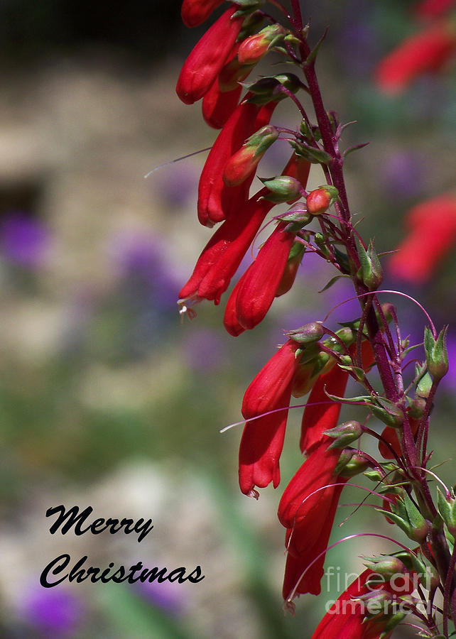 Christmas Card - Penstemon Photograph by Kathy McClure