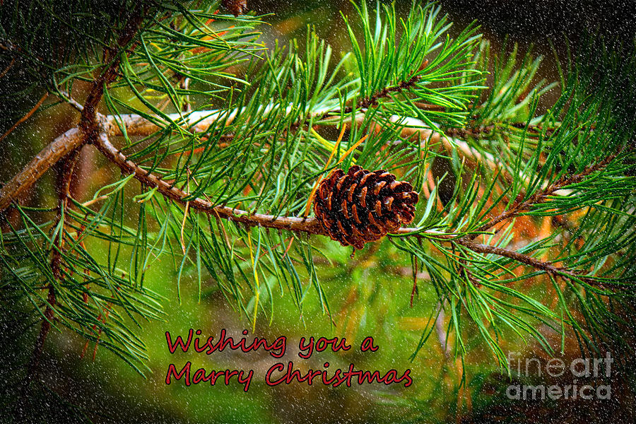 Christmas card   Pine Cone Photograph by Sandra Clark