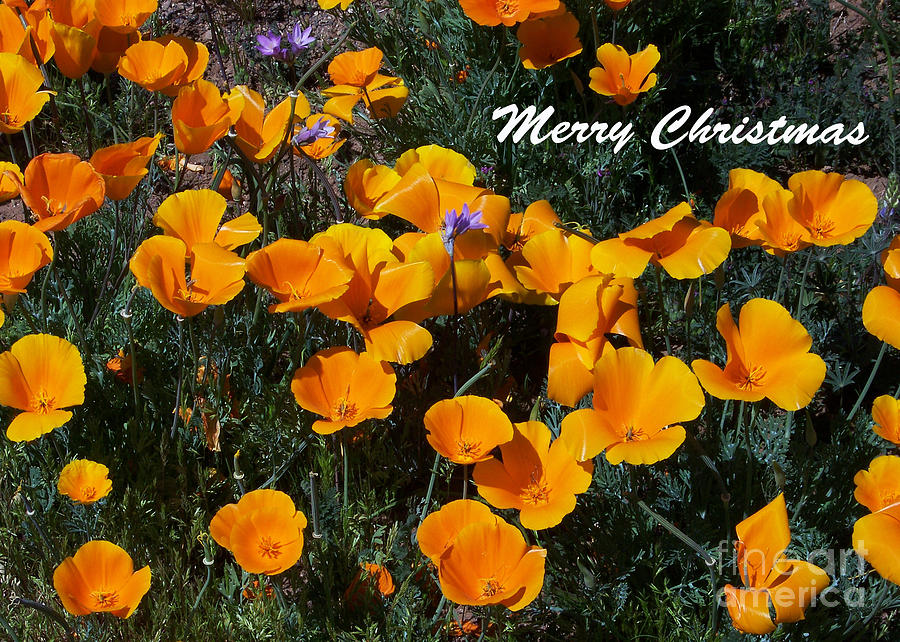 Christmas Card - Poppies Photograph by Kathy McClure