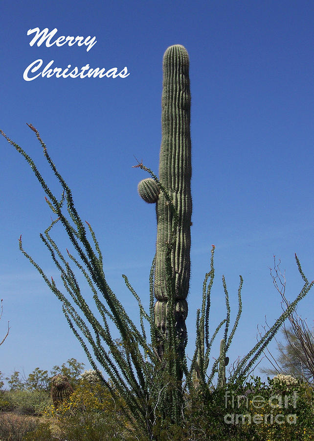 Christmas Card - Saguaro in Ocotillo Photograph by Kathy McClure