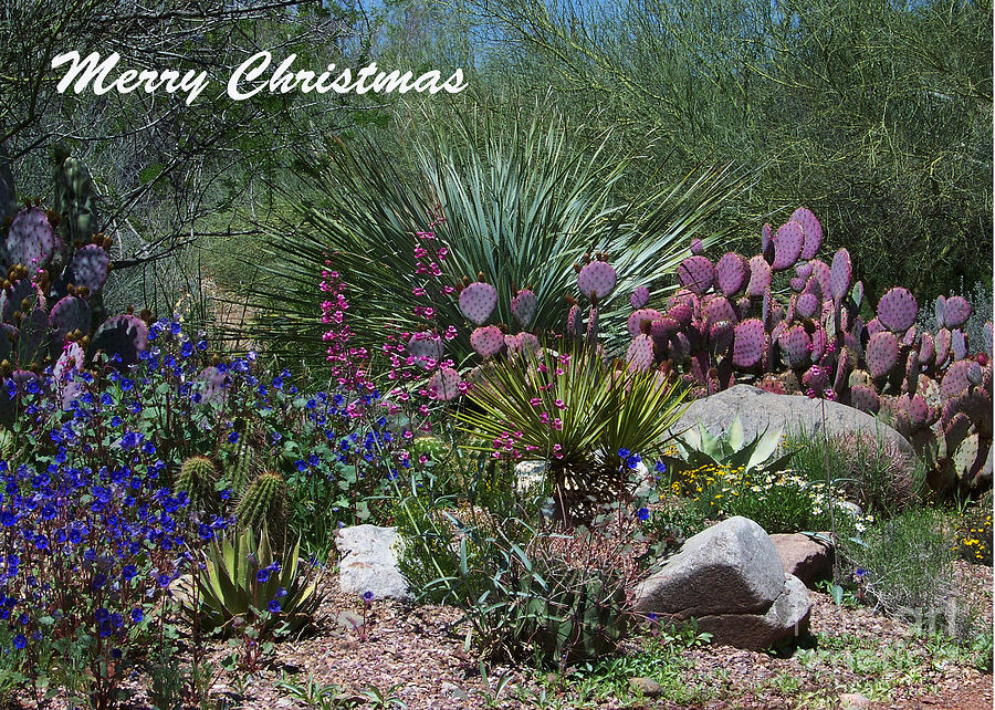 Christmas Card - Variety of Cactus Photograph by Kathy McClure