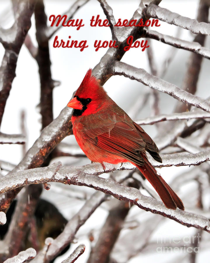 Christmas Card 10 Photograph by Betty LaRue