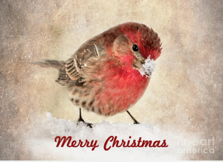 Bird Photograph - Christmas Card 8 by Betty LaRue