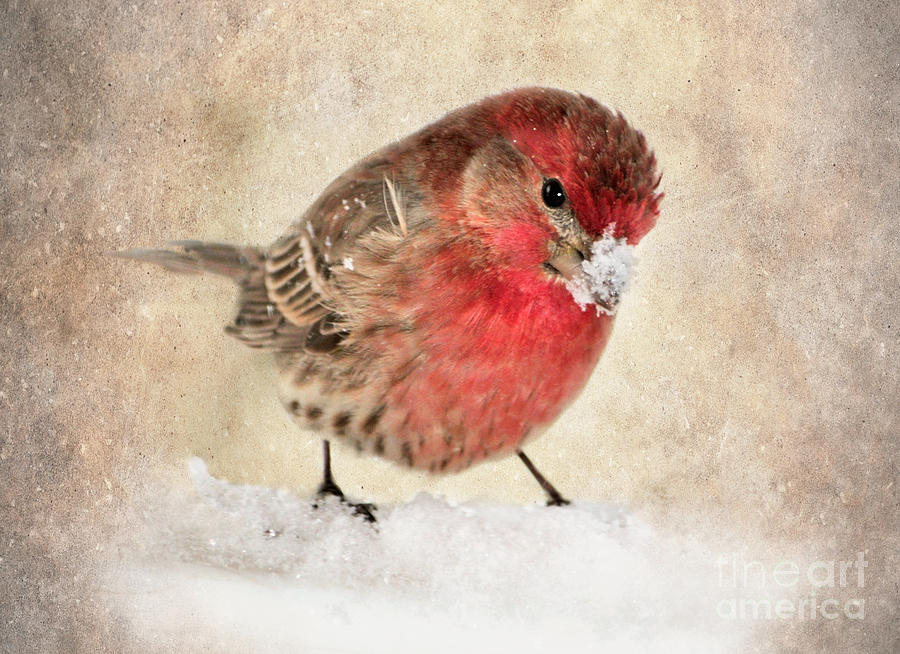 Bird Photograph - Christmas Card 9 by Betty LaRue