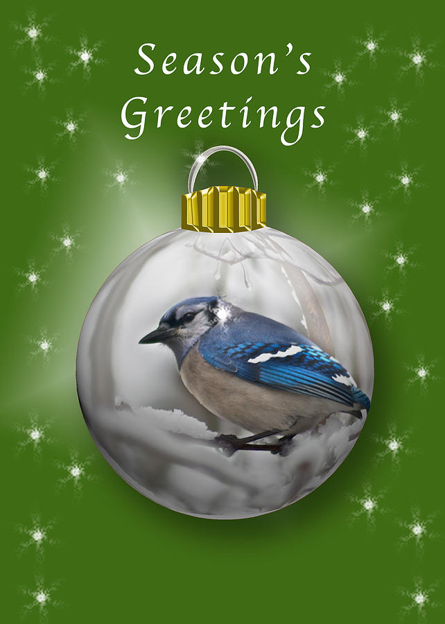 Christmas Card Blue Jay 2 Photograph by Michael Peychich