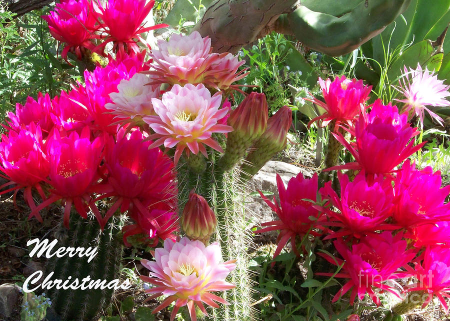 Christmas Card - Cactus Flowers Photograph by Kathy McClure