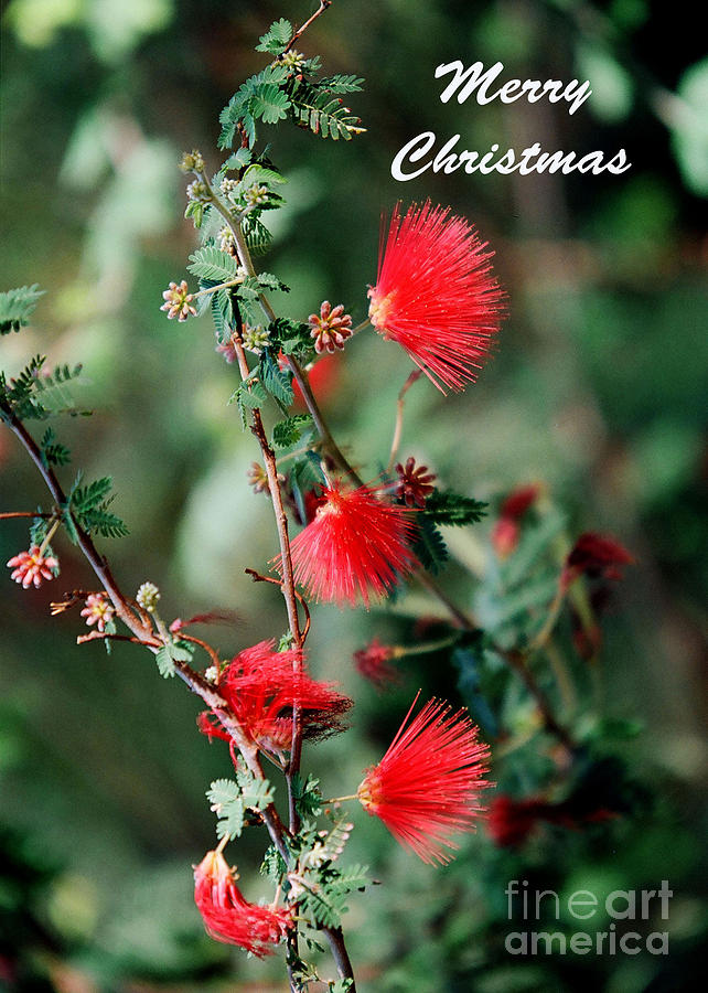 Christmas Card - Fairy Duster Photograph by Kathy McClure