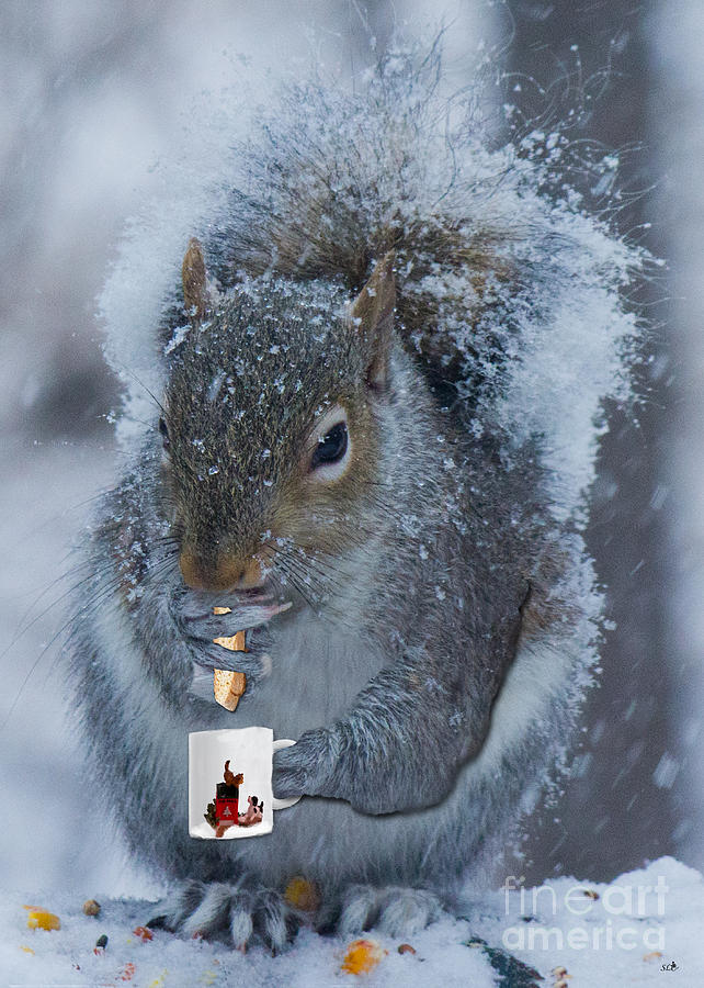 Christmas Card Squirrel w coffee and Biscotti Photograph by Sandra Clark