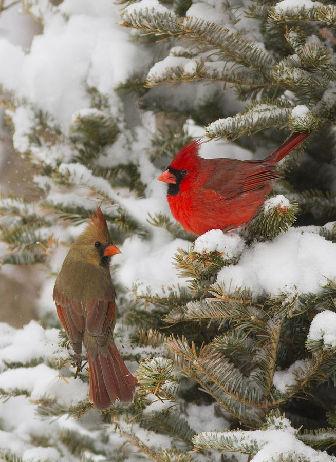 Christmas card with cardinals Photograph by Mircea Costina Photography
