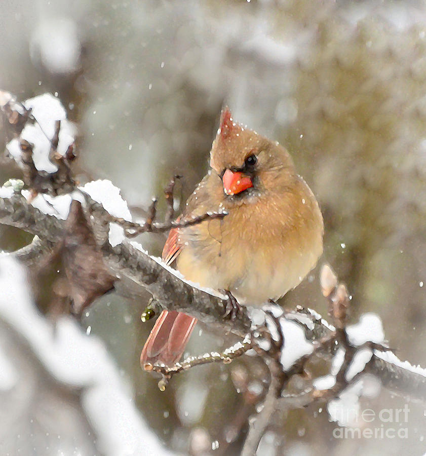Christmas Cardinal - Female Photograph by Kerri Farley
