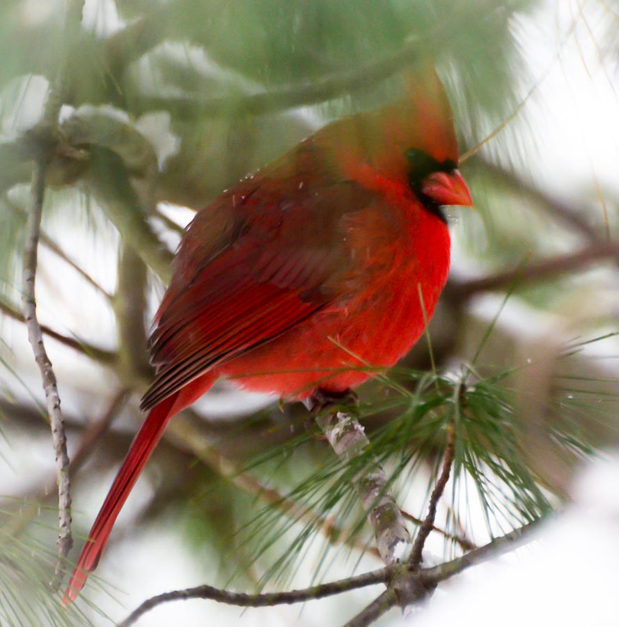 Christmas Cardinal Photograph by Kerri Farley