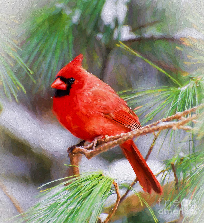 Christmas Cardinal - Male Photograph by Kerri Farley