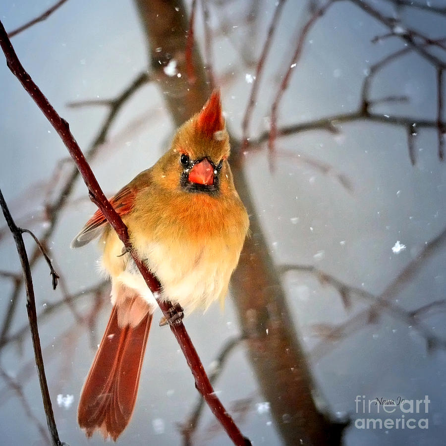 Northern Cardinal Snow Scene Photograph by Nava Thompson