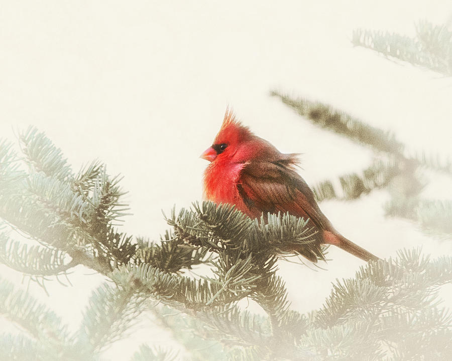 Cardinal Photograph - Christmas Cardinal by Sue Capuano
