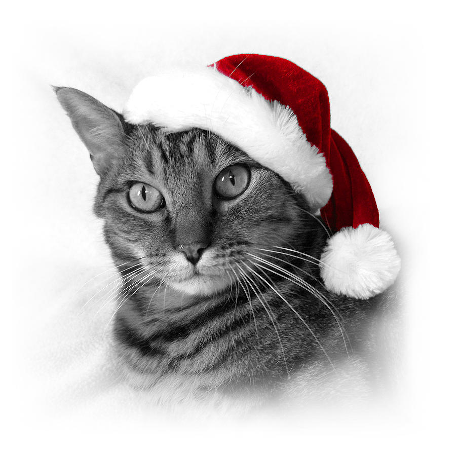 Christmas Cat 1 Photograph by Helene U Taylor