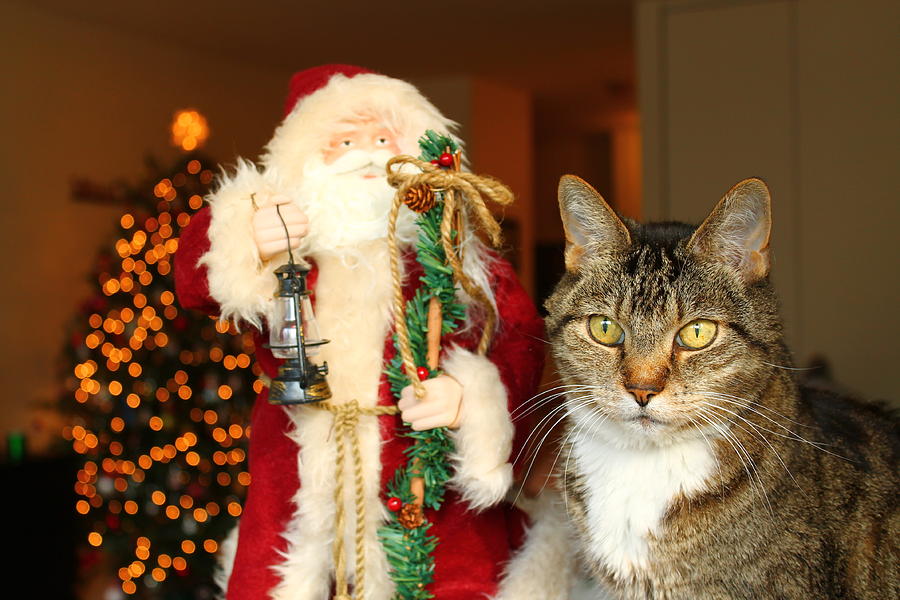 Christmas Cat Photograph by Catie Canetti