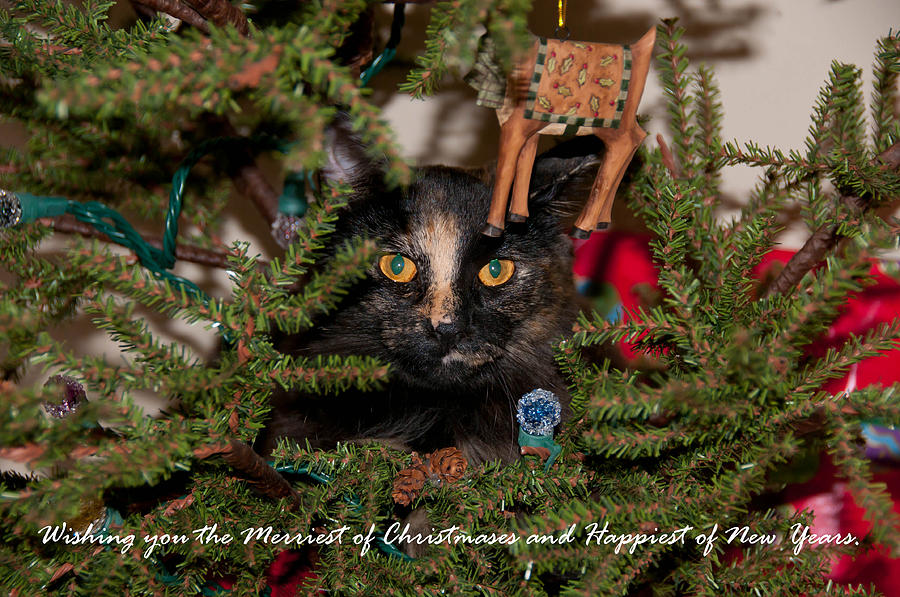 Christmas Cat Photograph by Guy Whiteley