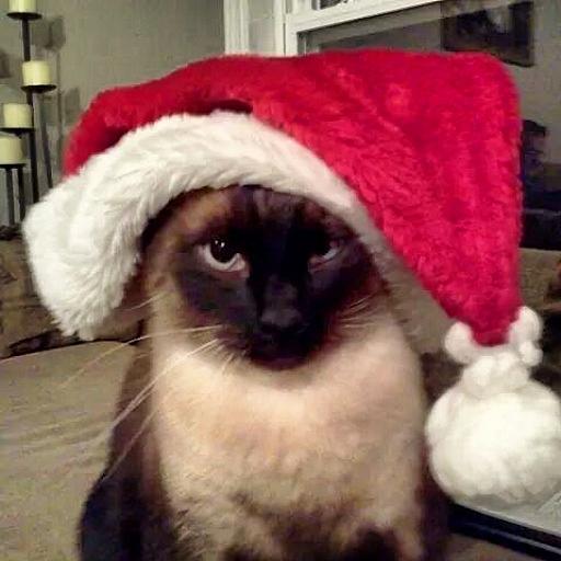 Christmas Cat Photograph by Lisa Wooten