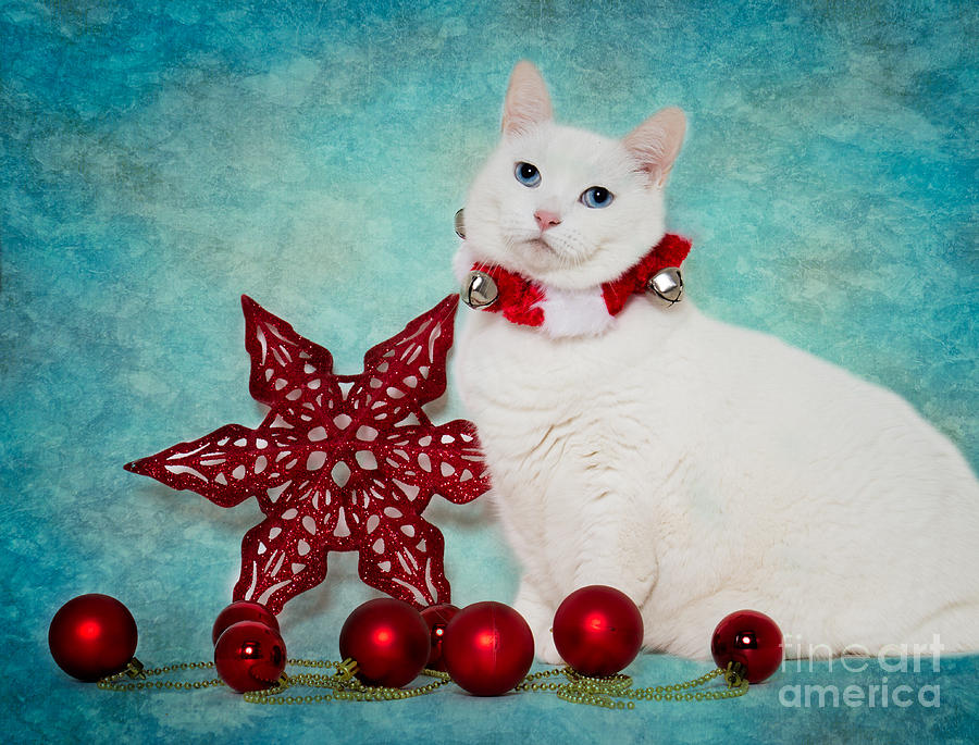 Christmas Cat Photograph by Mimi Ditchie