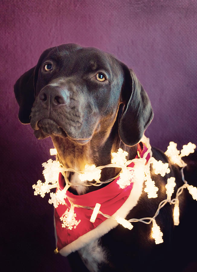 Christmas Catahoula Photograph by Kristyna Novakova - Pixels