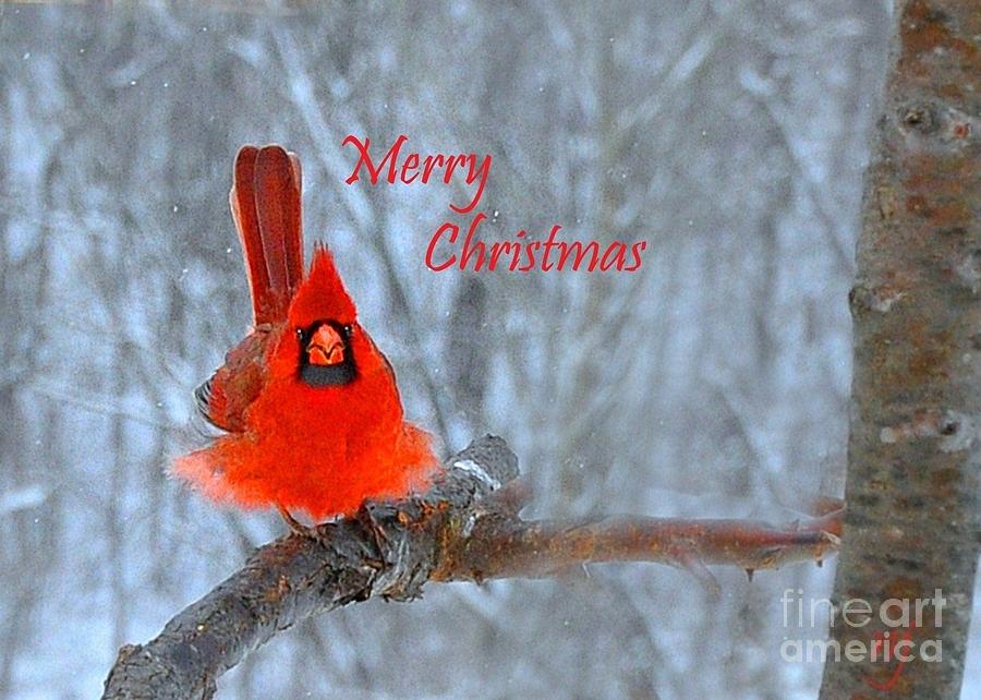 Christmas Red Cardinal Photograph by Nava Thompson