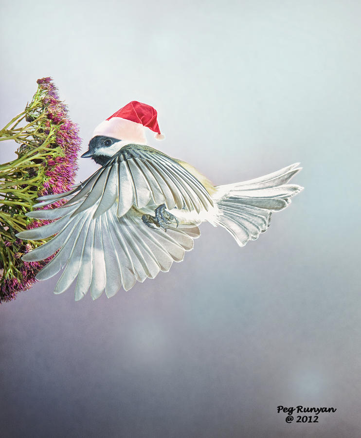 Christmas Chickadee Photograph by Peg Runyan