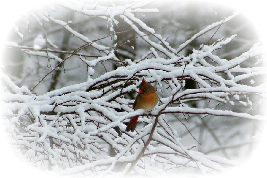 Christmas Classic Photograph by Barbara S Nickerson