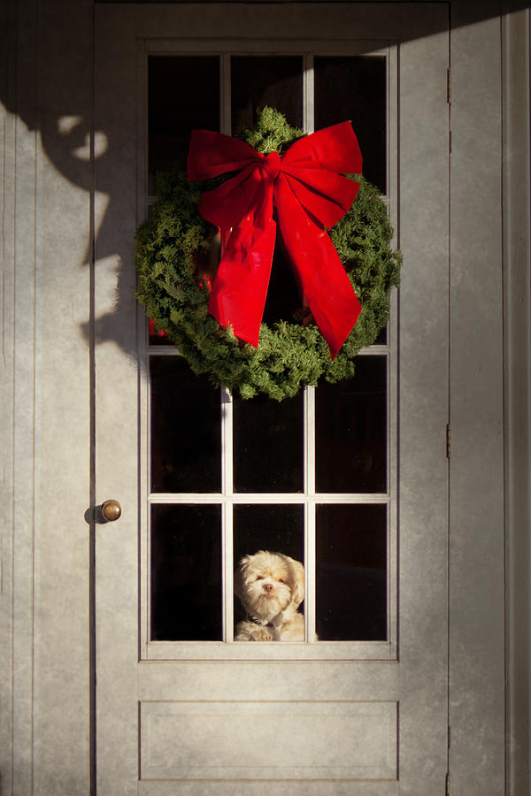 Christmas Photograph - Christmas - Clinton NJ - Christmas puppy by Mike Savad