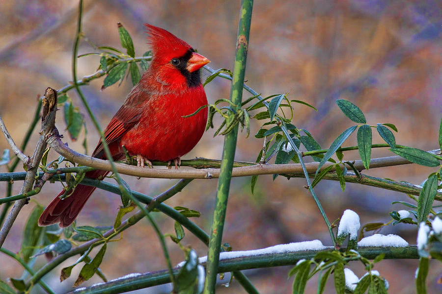 Christmas Color Photograph by Gary Holmes