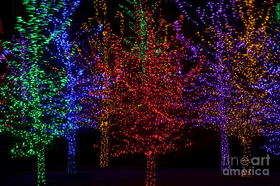 Christmas Colors Photograph by Anthony Totah