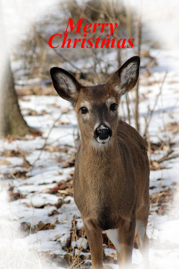 Christmas Deer Photograph by Lorna Rose Marie Mills DBA  Lorna Rogers Photography