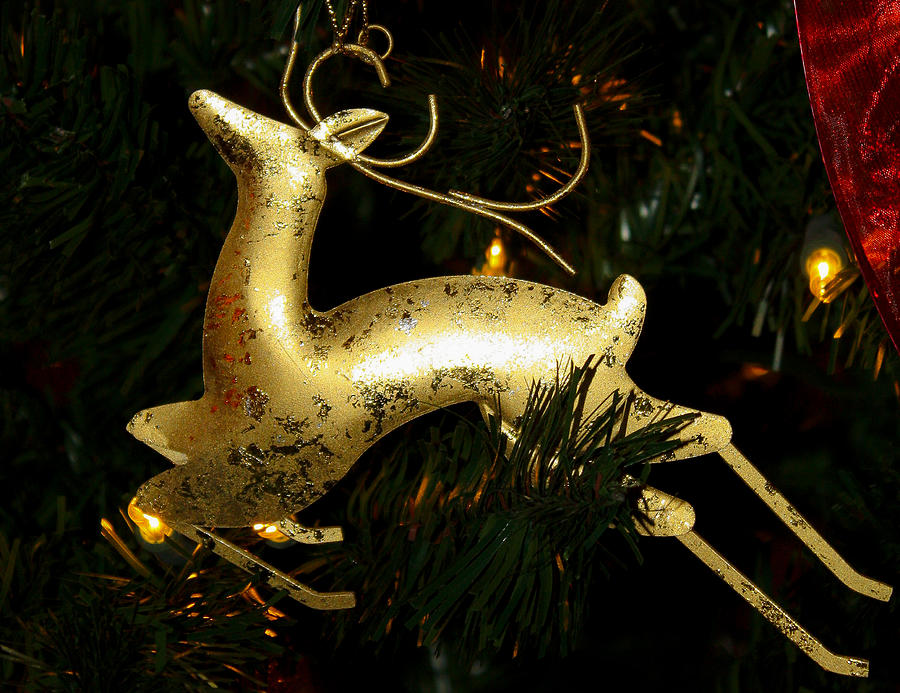 Christmas Deer Photograph by Toma Caul