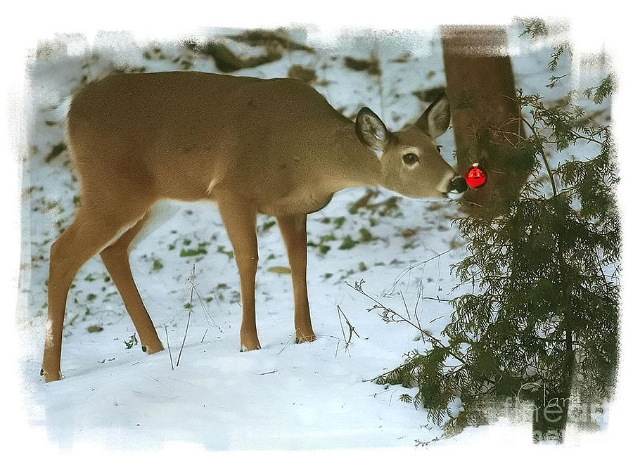 Christmas Doe Photograph by Clare VanderVeen