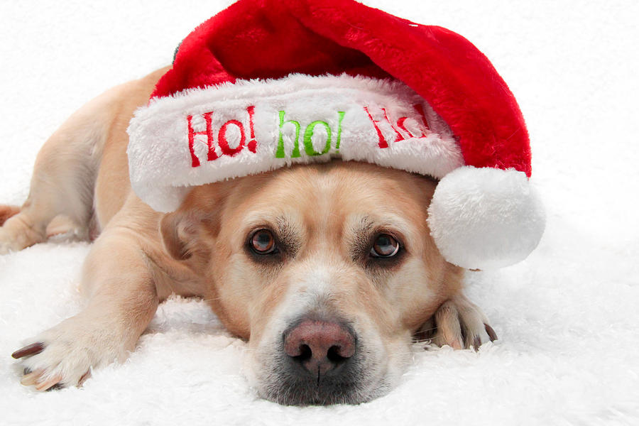 Christmas Photograph - Christmas Dog by Aaron Berg