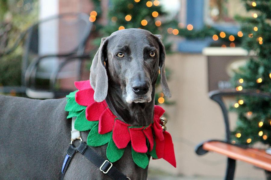 Christmas Photograph - Christmas Dog by Cynthia Guinn
