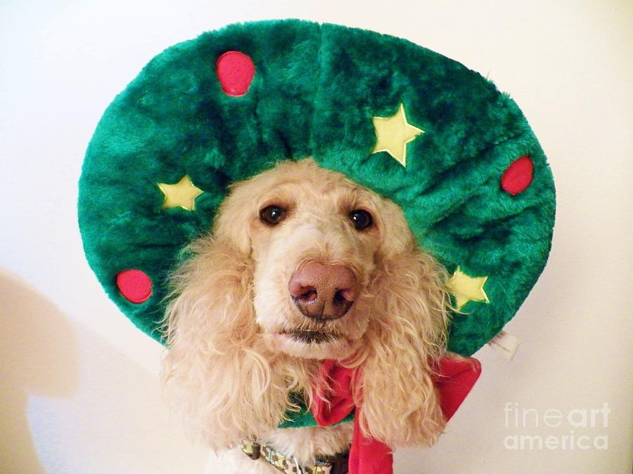 Christmas Dog Photograph by Judy Via-Wolff