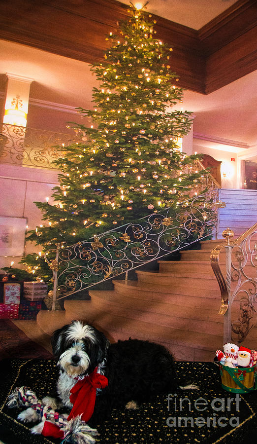 Christmas Photograph - Christmas Dog by Kathy Liebrum Bailey