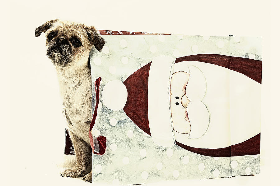 Christmas Dog Digital Art by Susan Stone